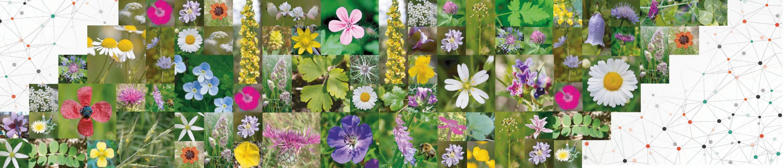 Flora Incognita | EN – The Flora Incognita app – Interactive plant ...