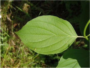 A leaf of Cornus sanguinea, the common dogwood