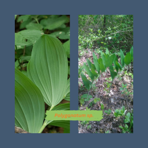  Bear's garlic or Solomon's seal? 