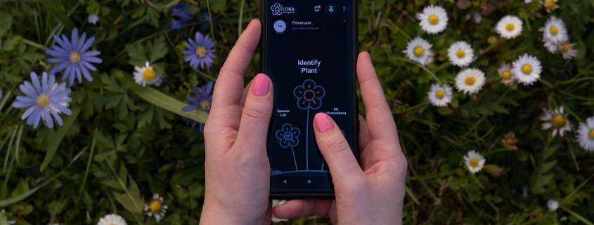 Two hands hold a smartphone over a flower-rich meadow. The smartphone display shows the Flora Incognita App.