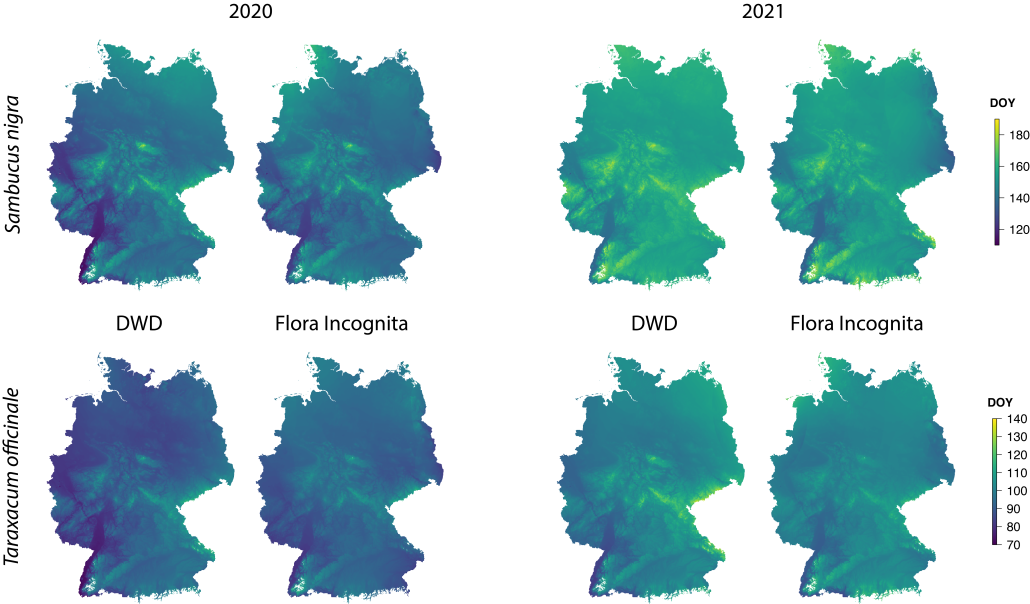 Spatially interpolated maps based on the DWD and Flora Incognita stations for the onset of flowering of Sambucus nigra and Taraxacum officinale in 2020 and 2021. The color scale indicates the day of the year of the onset of flowering in each grid cell (from: Katal & Rzanny et al. 2023).