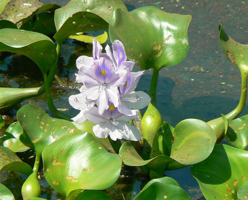 Pontederia crassipes
