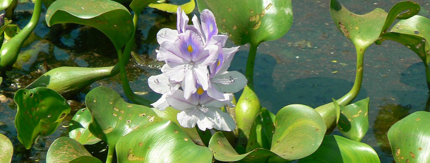 Pontederia crassipes