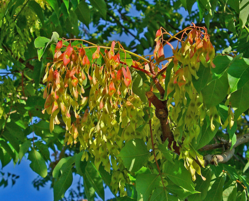 Ailanthus altissima