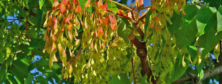 Ailanthus altissima
