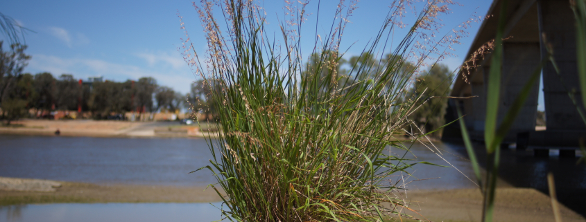 Ehrharta calycina