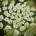 Heraclum persicum