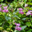 Impatiens glandulifera