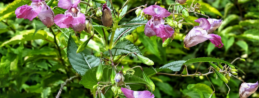 Impatiens glandulifera