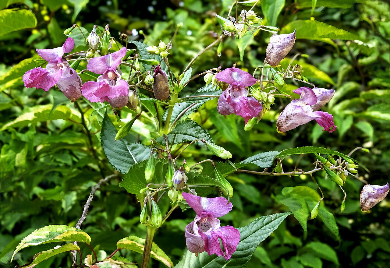 Invasive plants in the EU Part 6: Annual herbaceous plants – Flora