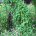 Persicaria perfoliata