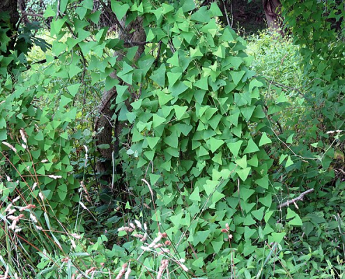 Persicaria perfoliata