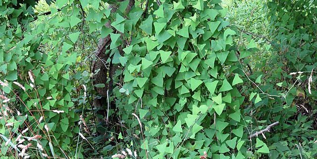 Persicaria perfoliata