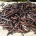 Vanilla pods. Matthew Dillon, CC BY 2.0 via Wikimedia Commons